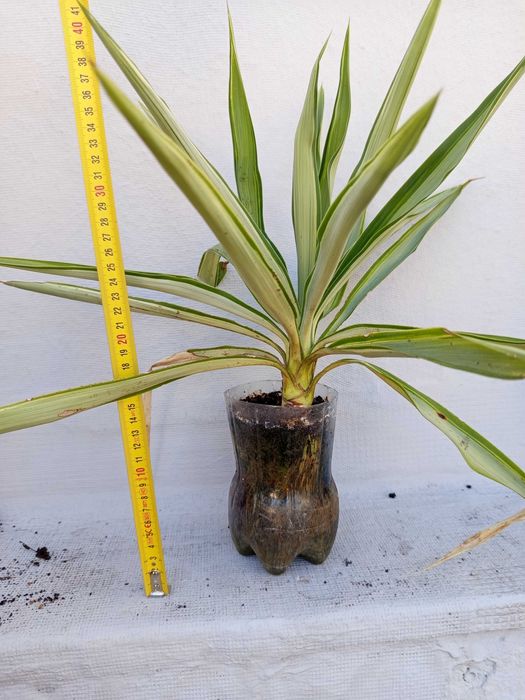 Planta yucca variegada.