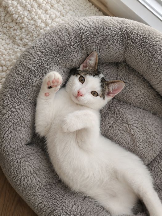 Milky uroczy kociak biały kocurek do adopcji