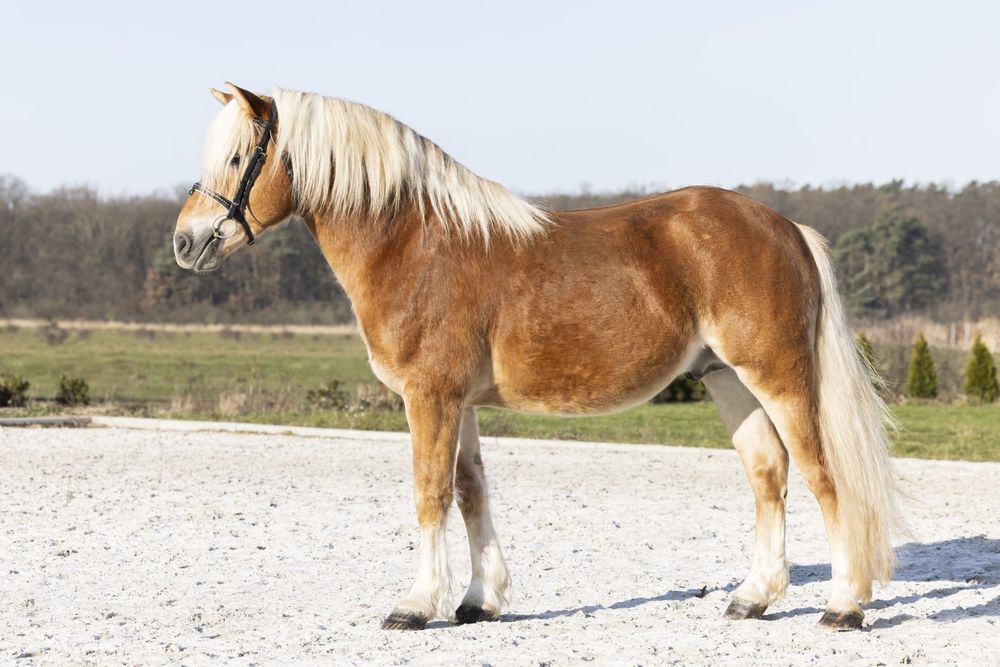 Ogier Haflinger Birbal Familia
