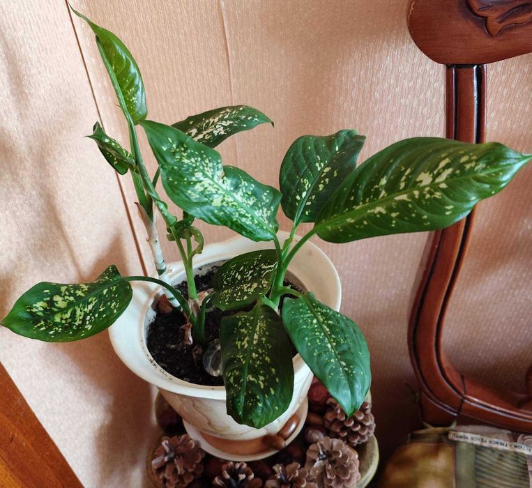 Комнатные цветы: педилантус, молочай,плектрантус