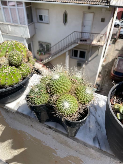 Cactos vaso médio