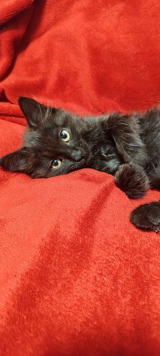 Котики 3 місяці