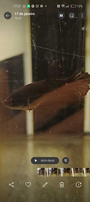 Fêmeas bettas halfmoon