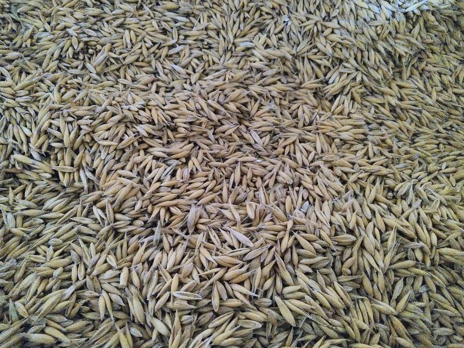 Owies  , zbiór z 2025 roku