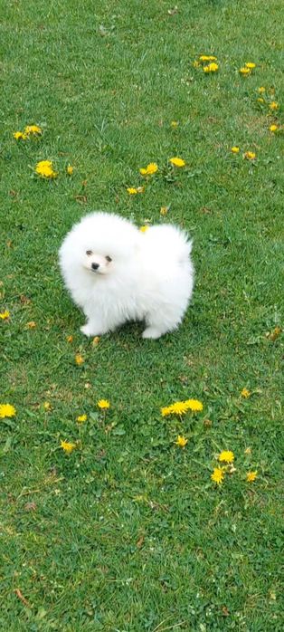Piesek szpic miniaturowy Pomeranian