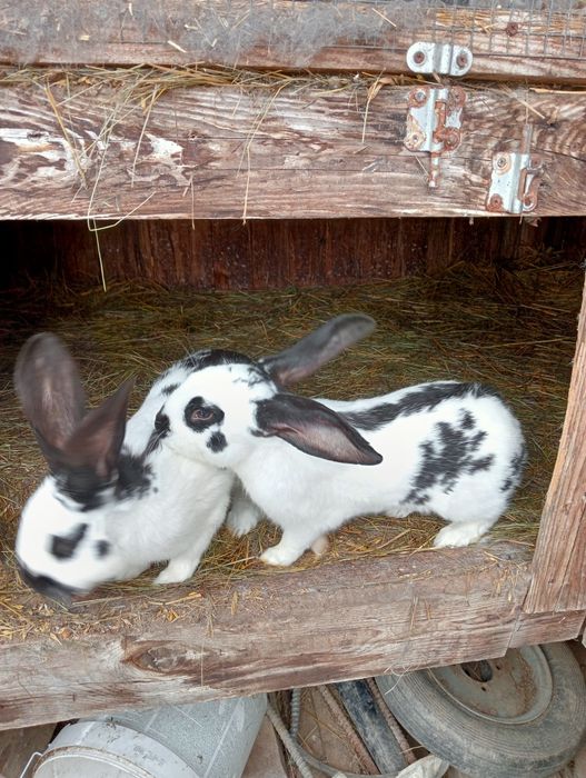 Króliki królik srokacz samce samice