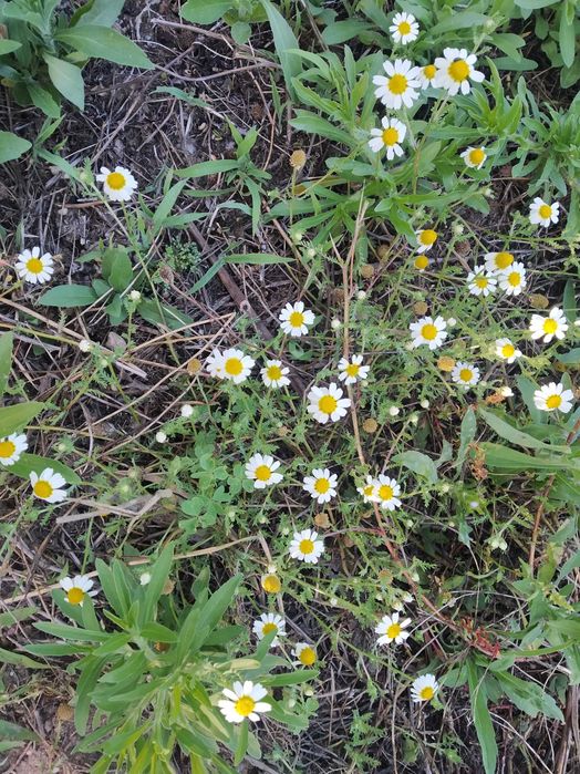Terreno com 3700m2 na Rua do Marco, Feteira, Pombal
