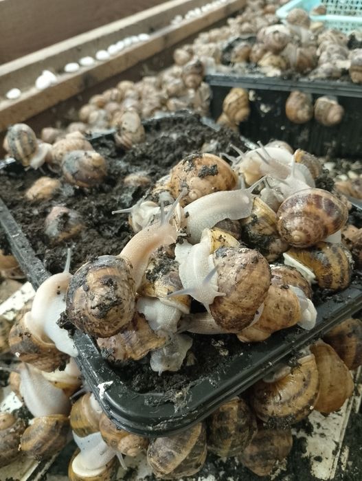 Oseski ślimaka Helix Aspersa Muller
