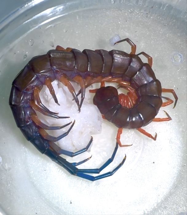 JEWEL skolopendra skolopendry  scolopendra