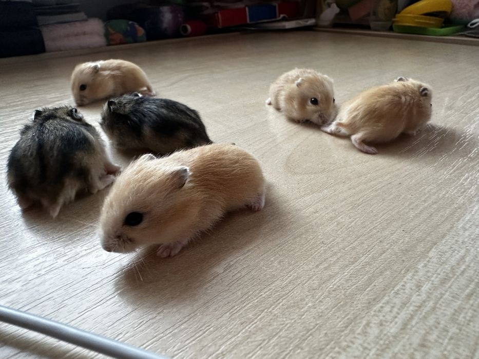 Хомʼяки джунгарські. Джунгарские хомячки.