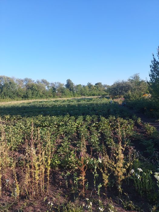 Продам участок в Солоницевском Отг (п Берминводы)