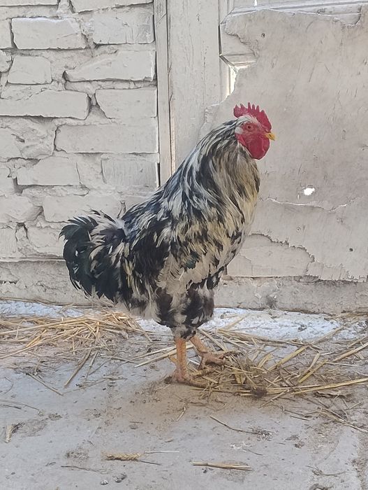 Kogut Tęczanka/Tęczówka Czernichowska