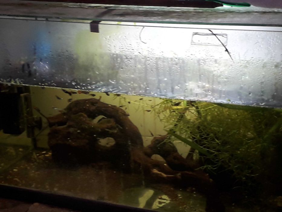 Aquário completo e comunidade Guppys