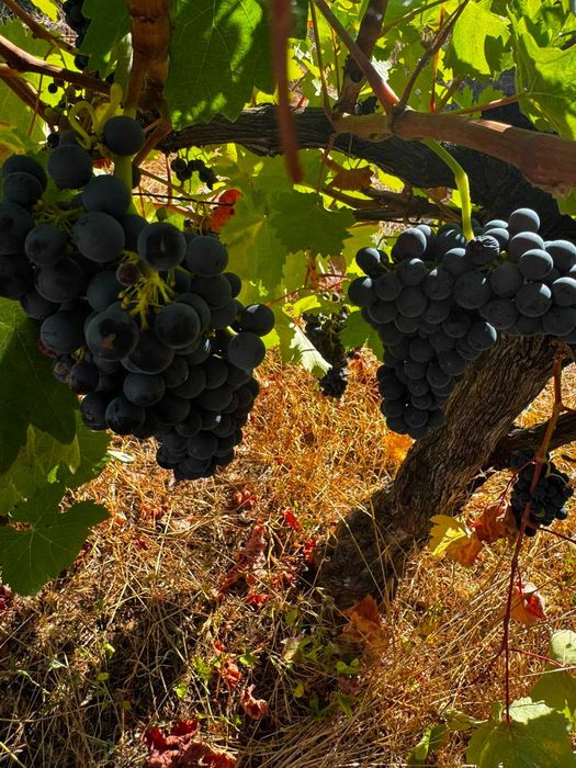 Vende-se uvas tintas para vinho