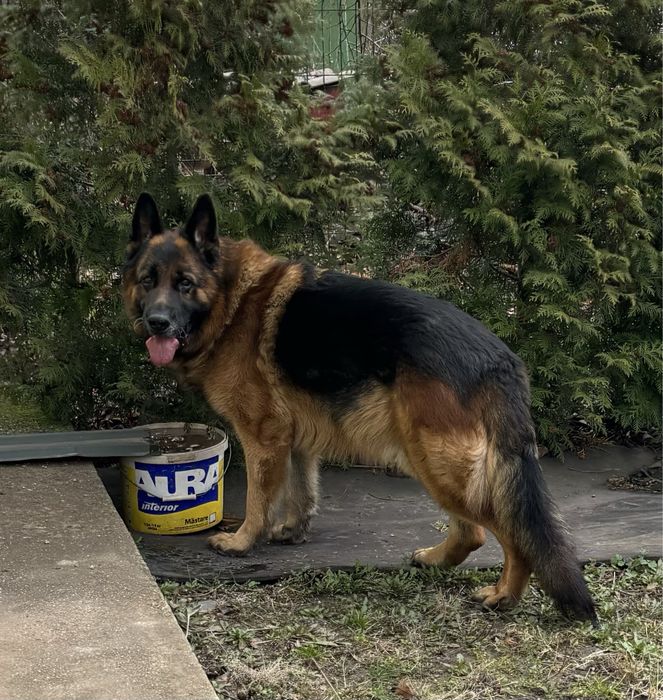 Немецкая овчарка вязка