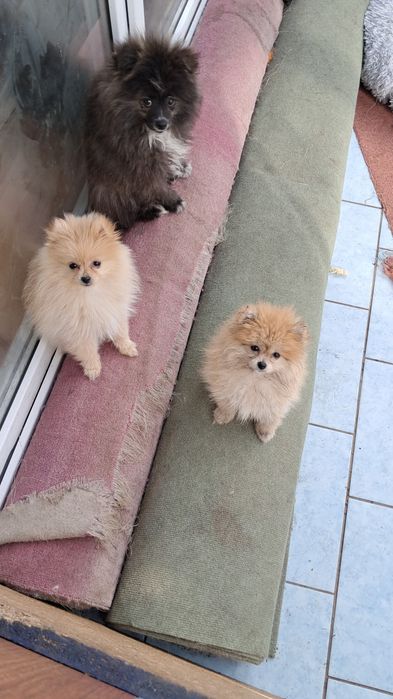 Pomeranian szpic miniaturka