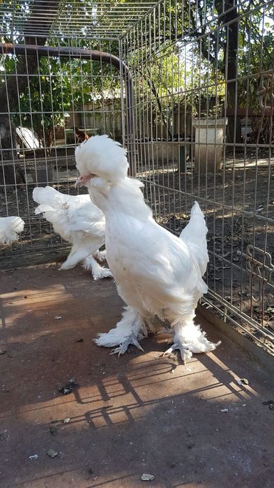 Кури породи Султанка.