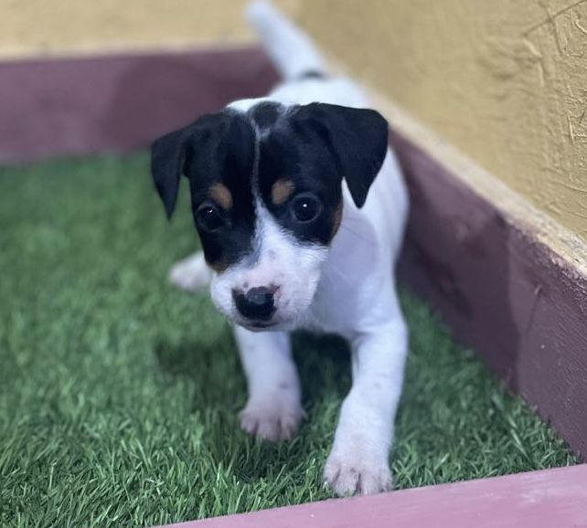 Cachorra Jack Russell