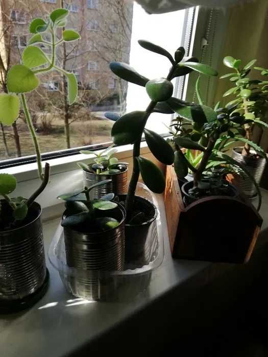 Kwiaty Doniczkowe- Mięta. Aloes. Drzewko. Szczęścia- grubosz zamiana