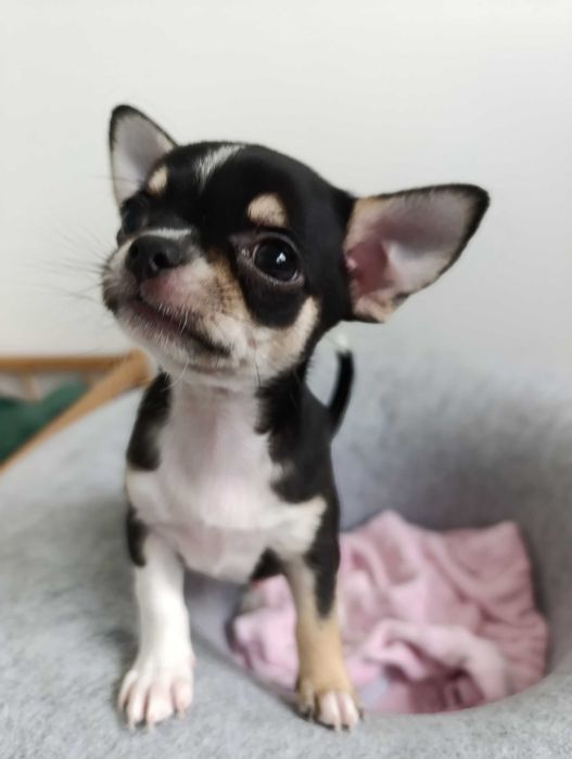 Chihuahua Piesek Trikolor FCI