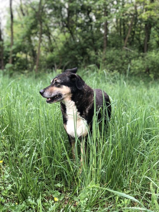 Roxi czeka na odpowiedzialny dom