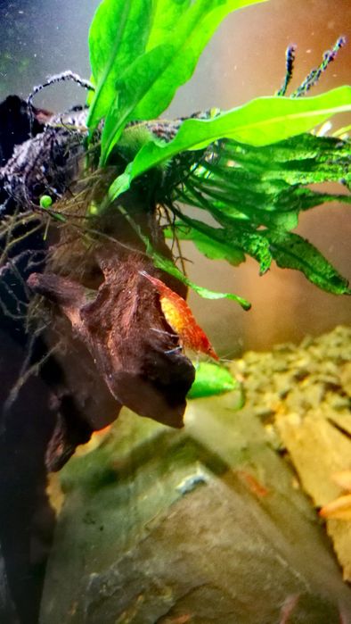 Krewetki Red Cherry pięknie wybarwione + GRATIS