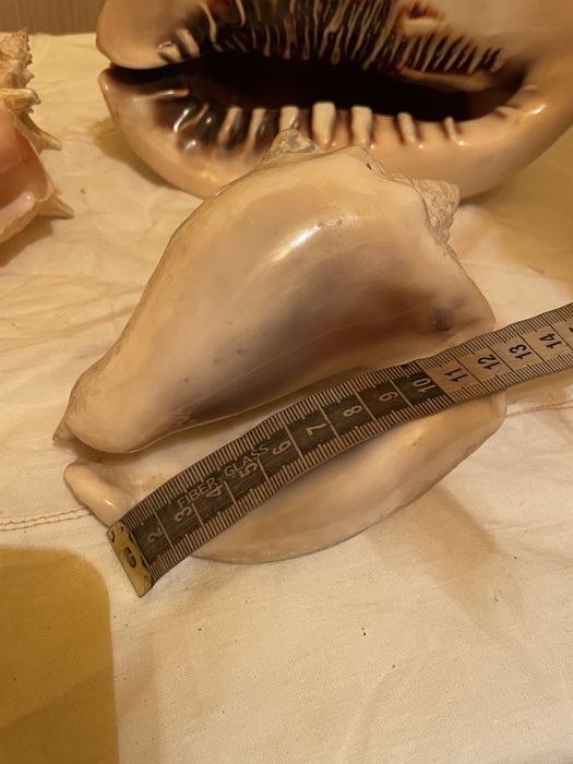 Ракушки 3 вида