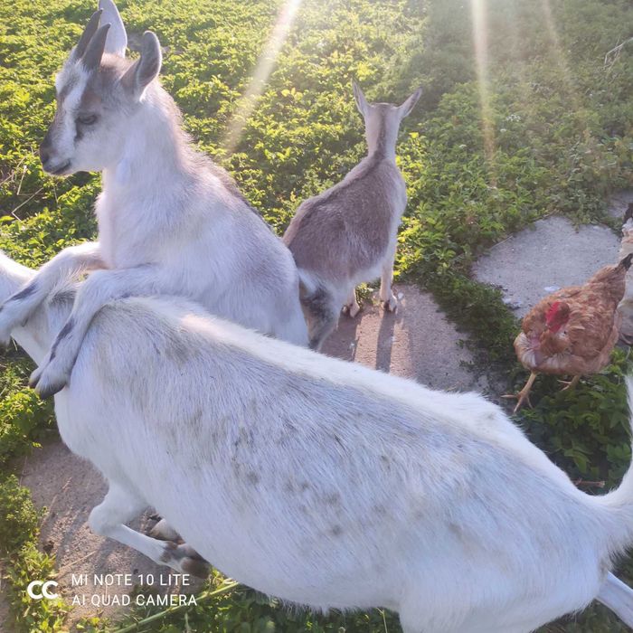 Козочки  зааненсько-швейцарські