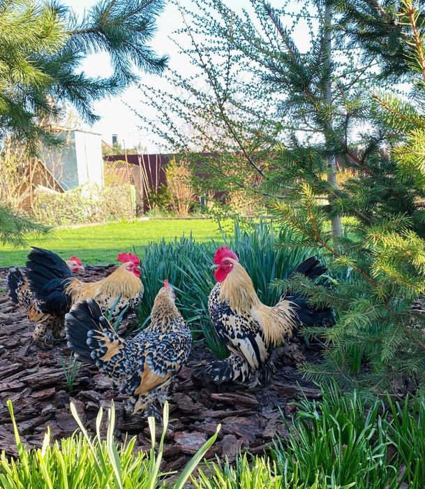 Продам курей Бентамок