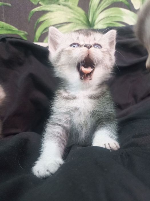 Обери члена сім'ї