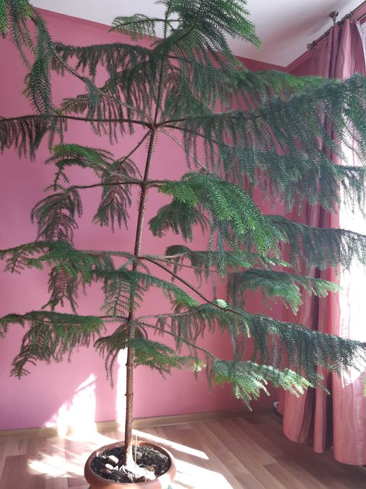 Araukaria - piękny, zdrowy kwiat w doniczce