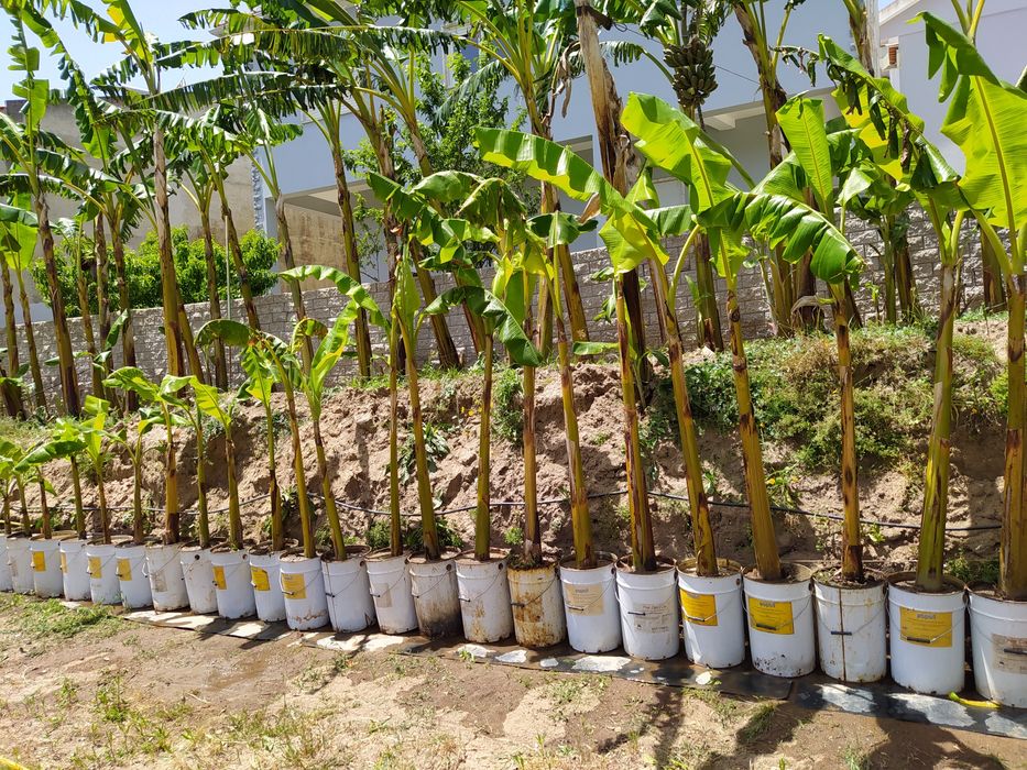 Bananeiras a partir de 10€ Particular