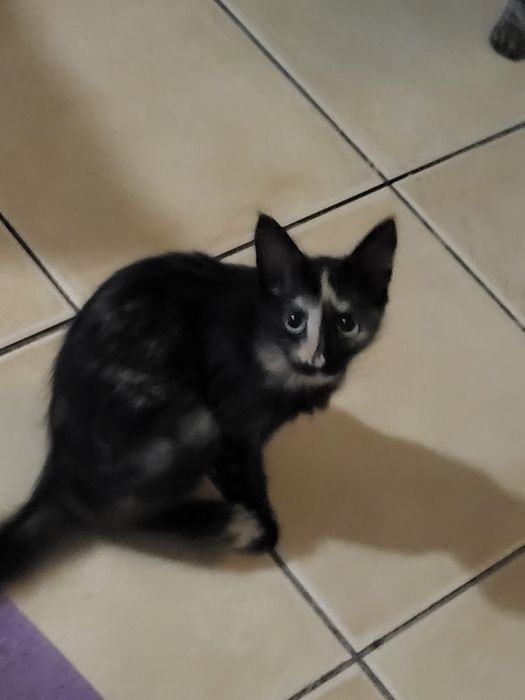 gatinha fofa peludinha