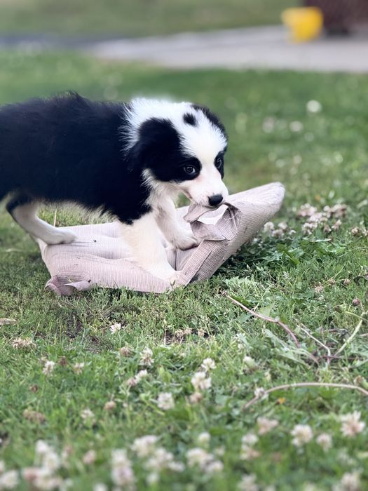 Czarno biale Border Collie piesek