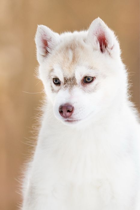 Bursztynowy Sibierian Husky / Hodowla ZKwP & FCI od 1994 r.
