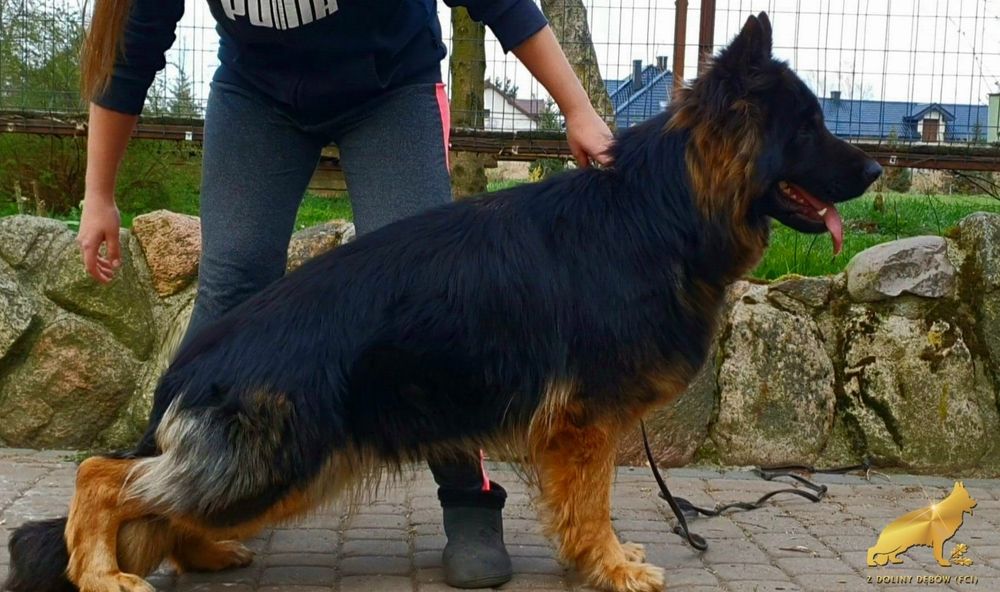 Owczarek niemiecki długowłosy FCI