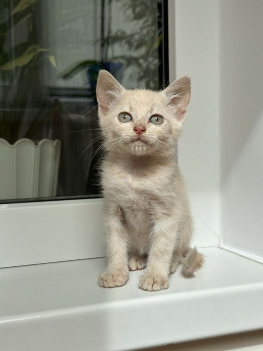 Кошеня (хлопчик вік 1,2 місяці)