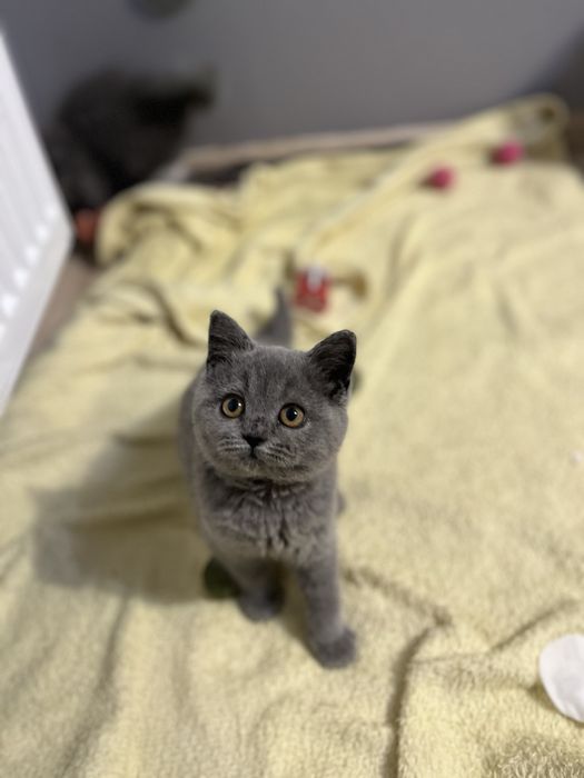 Kotka szkocka niebieska  odbior od 14 luty