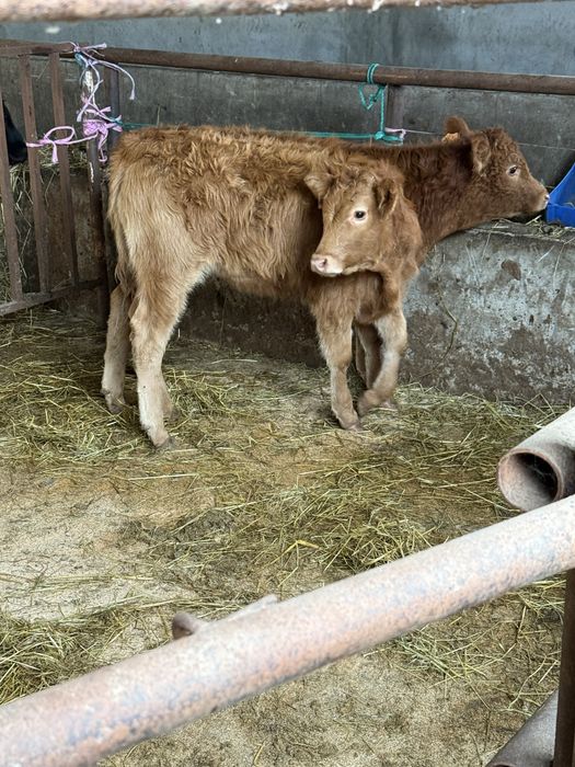 Vitelas limousines top