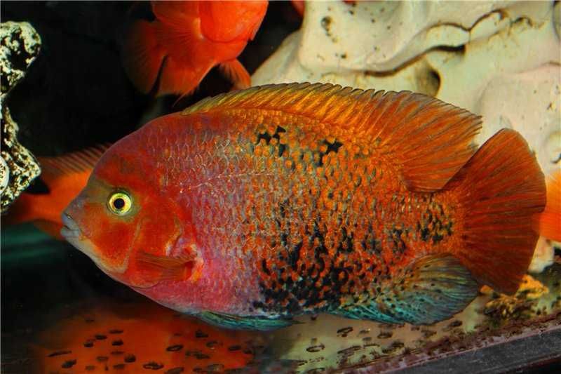 Южноамериканские цихлазомы