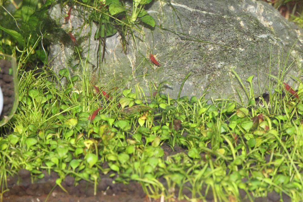 Neocaridina red