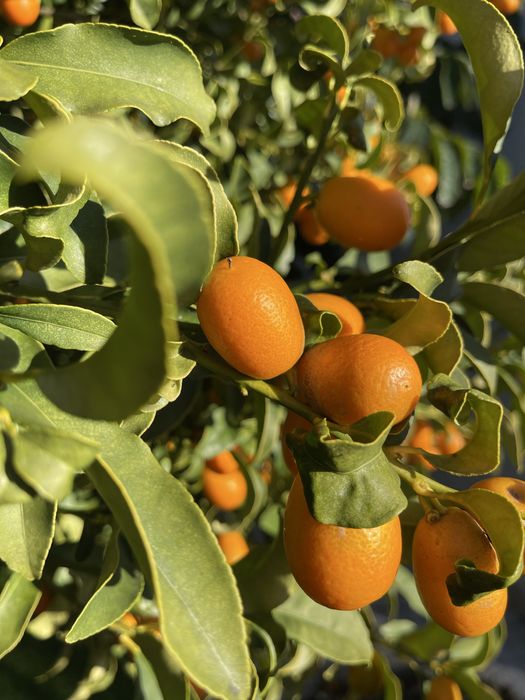 Kumquat- produção biológica