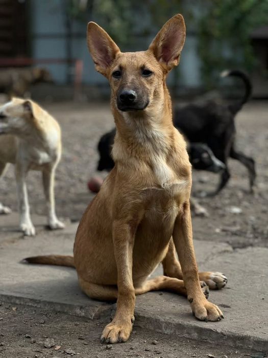 Умка стерилизована