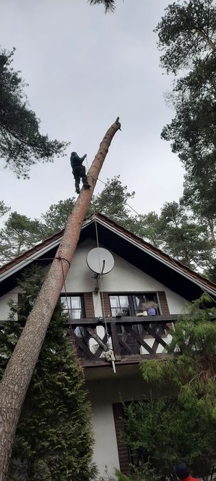 Kompleksowe Usługi Porządkowe, Wycinka drzew
