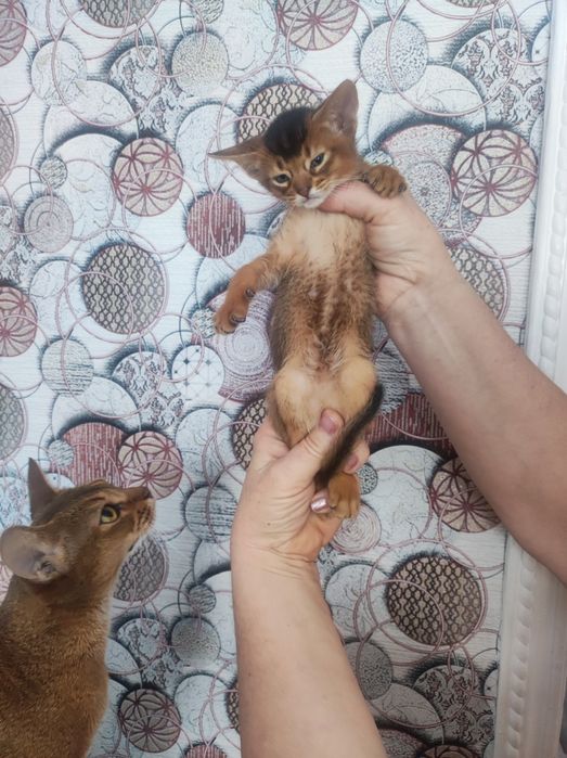 Аббісінсткий котик