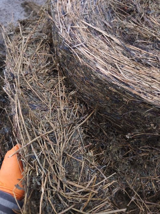 Bele lucerny, kiszonka