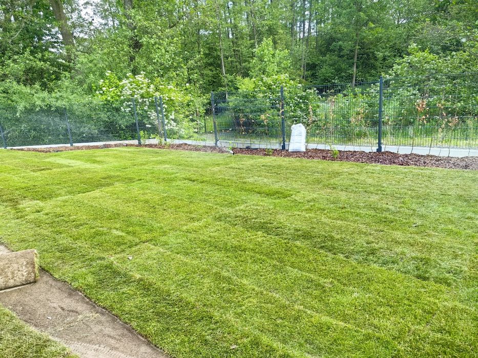 Trawa w rolce, od ręki, od 1 m2 + dedykowany nawóz GRATIS