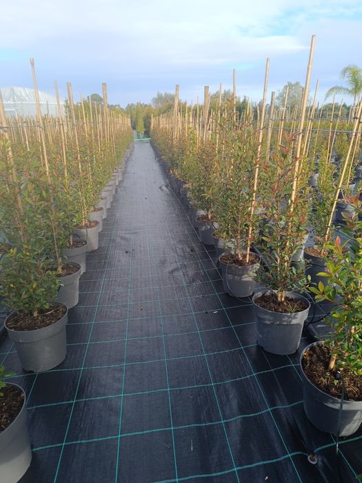 Vendo Eugénias vários tamanhos