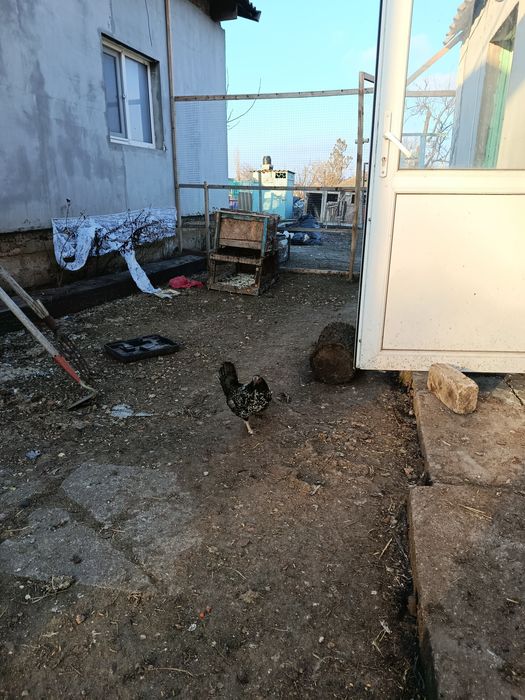 Инкубационное яйцо лилипутов