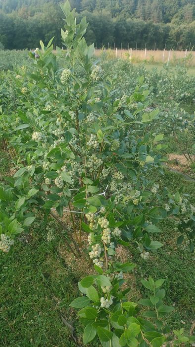 Sprzedam krzewy borówki amerykańskiej